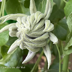 Clematis photograph