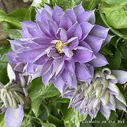 Clematis photograph