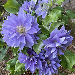 Clematis photograph