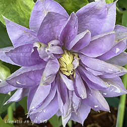 Clematis photograph