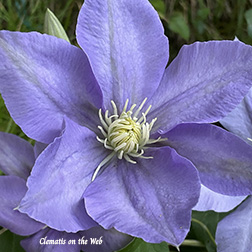 Clematis photograph