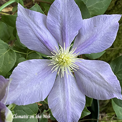 Clematis photograph