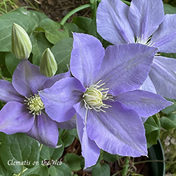 Clematis photograph