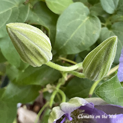 Clematis photograph