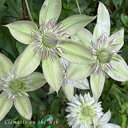 Clematis photograph