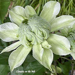 Clematis photograph