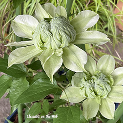 Clematis photograph