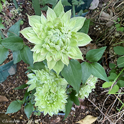 Clematis photograph
