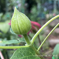 Clematis photograph