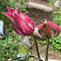 Clematis photograph