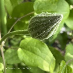 Clematis photograph