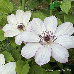 Clematis photograph