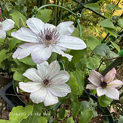 Clematis photograph