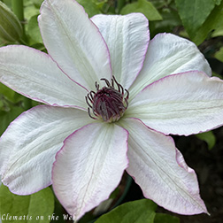 Clematis photograph