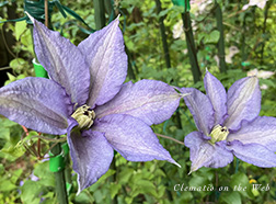 Clematis photograph