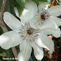 Clematis photograph