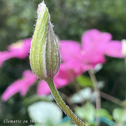 Clematis photograph