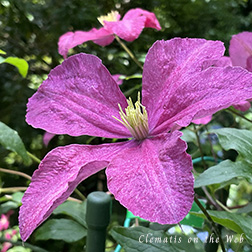 Clematis photograph
