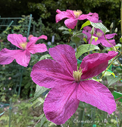 Clematis photograph