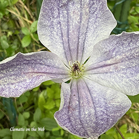 Clematis photograph