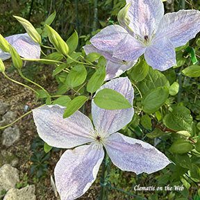 Clematis photograph