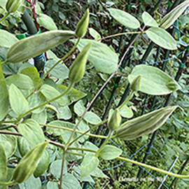 Clematis photograph