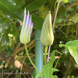 Clematis photograph