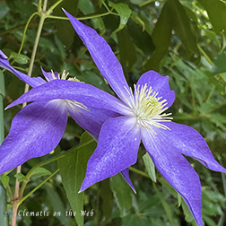 Clematis photograph