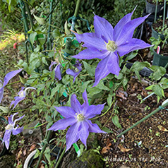 Clematis photograph