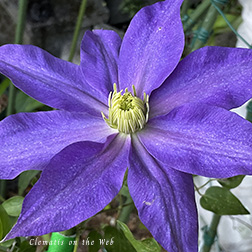 Clematis photograph