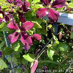 Clematis photograph