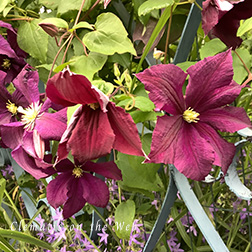 Clematis photograph