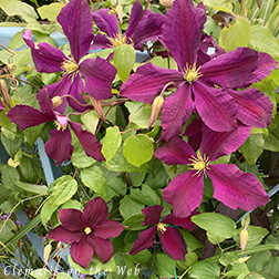 Clematis photograph