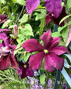 Clematis photograph