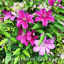 Clematis photograph