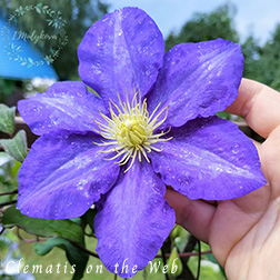 Clematis photograph