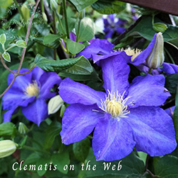 Clematis photograph