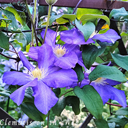 Clematis photograph