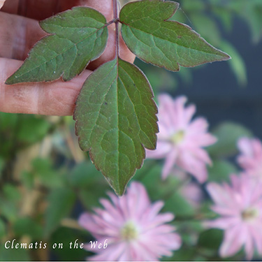Clematis photograph
