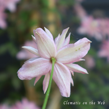 Clematis photograph