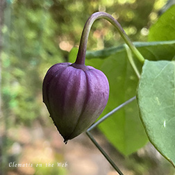 Clematis photograph