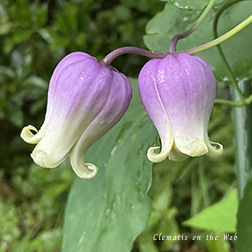 Clematis photograph