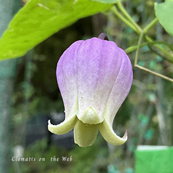 Clematis photograph