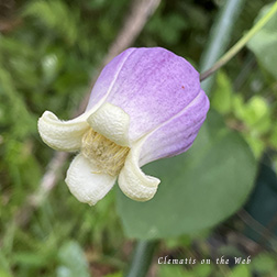 Clematis photograph