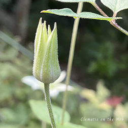 Clematis photograph