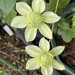 Clematis photograph