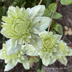 Clematis photograph