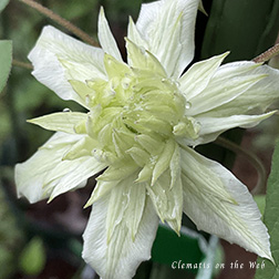 Clematis photograph