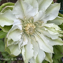 Clematis photograph