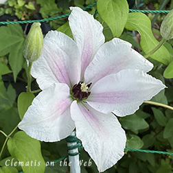 Clematis photograph